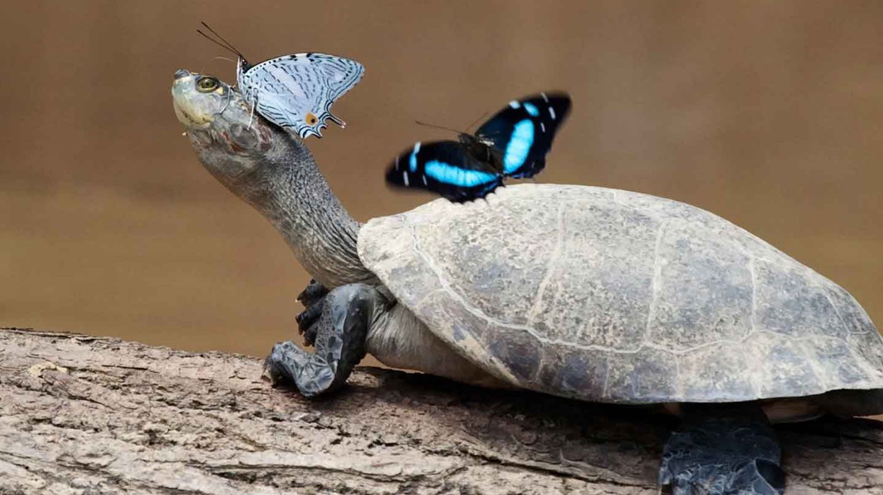 Taoist symbolist for longevity Butterflies-and-turtle